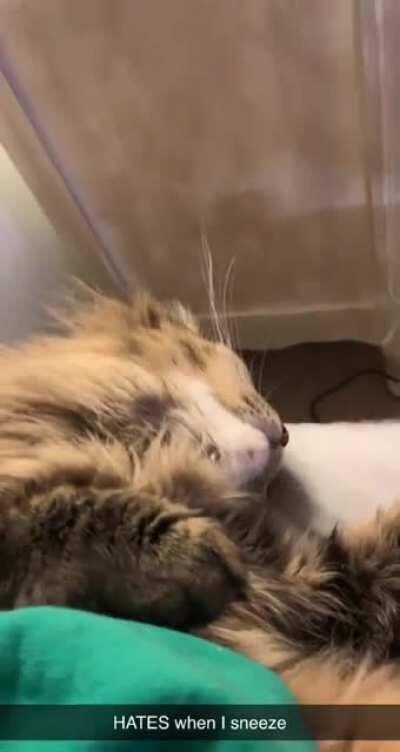 Just found out Honey is very annoyed by my sneezes, real or fake