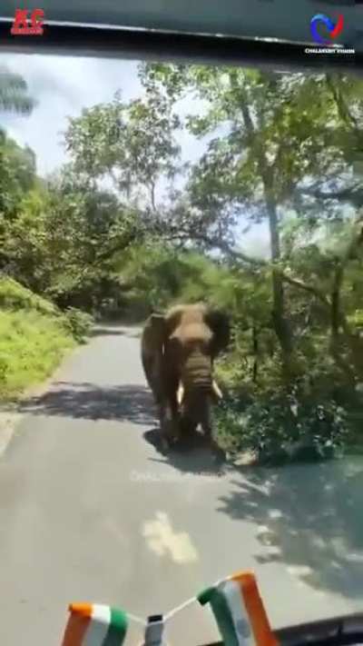 Wild elephant. Happened in kerala, India.