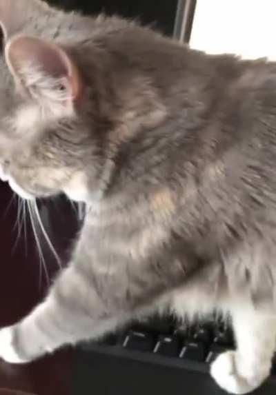 Wolfie... what do you want