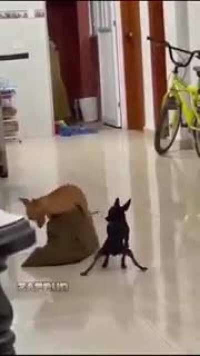 Friendship Battles 😂