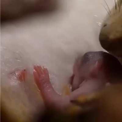 Fantastic photography done inside a squirrel’s nest.