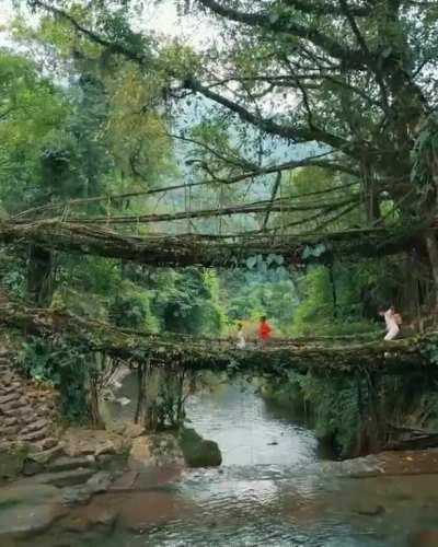 Double decker living root bridge Meghalaya, India