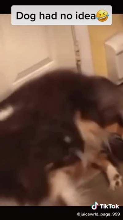 Rip to the dogs feelings😭😭