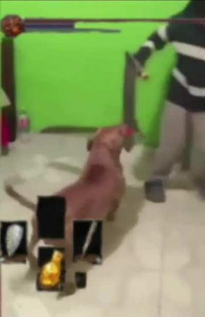 Doggus: helder of machete slayer of skates