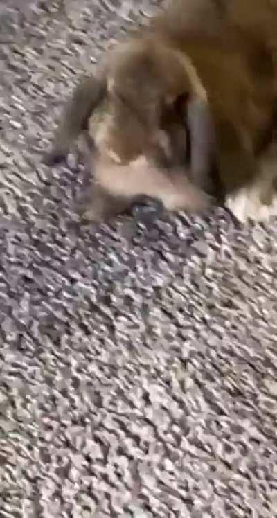 Maru learned how to hop onto things and now she can’t stop