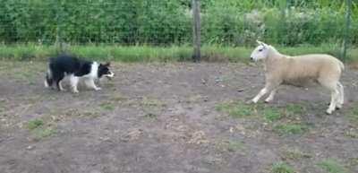 My Border Collie backing a lamb into a corner so I can change her foot wrapping! Good girl !