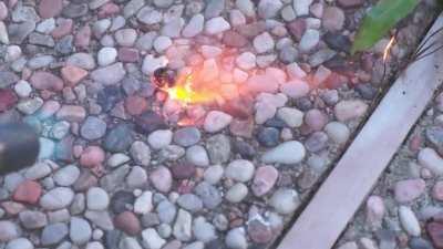 This evolutionary mistake got caught in last night's rain. Had to make sure it would never be able to fly again.