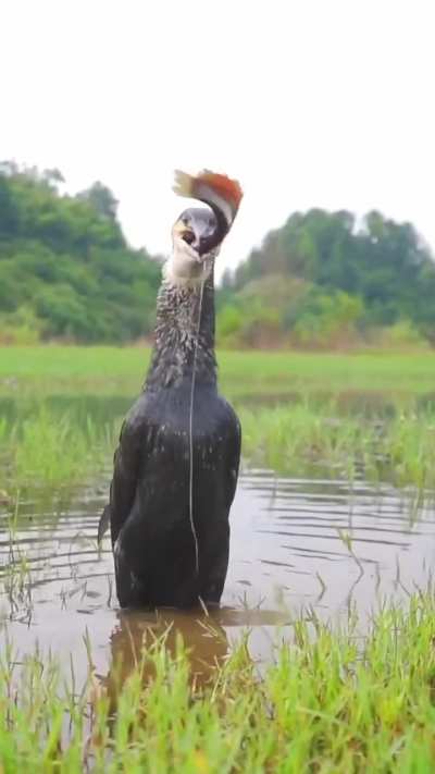 of a fish being devoured!