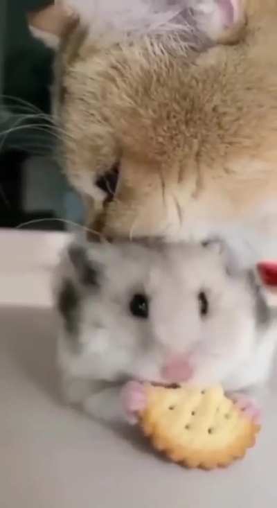 Patrick Franziska dragging Fan Zhendong to his next match