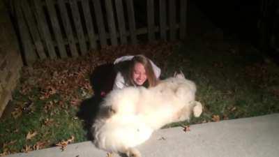 Stubborn Samoyed-Trying to get Cody in from the cold at bedtime.