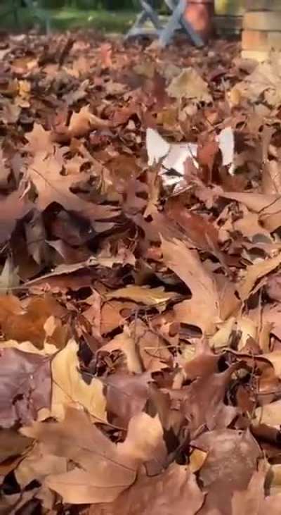 Kitten loves leaves
