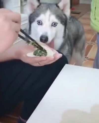 Not my dog but still a derp