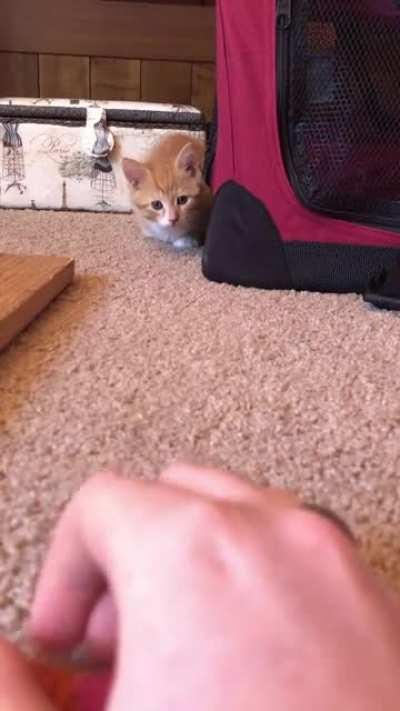 Smol criminal attacks innocent hand and purrs