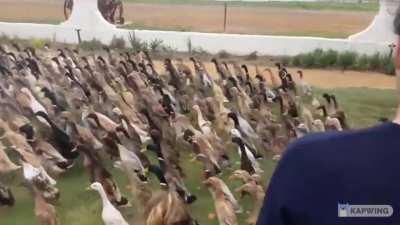 Into the the Motherland the duck's army march!