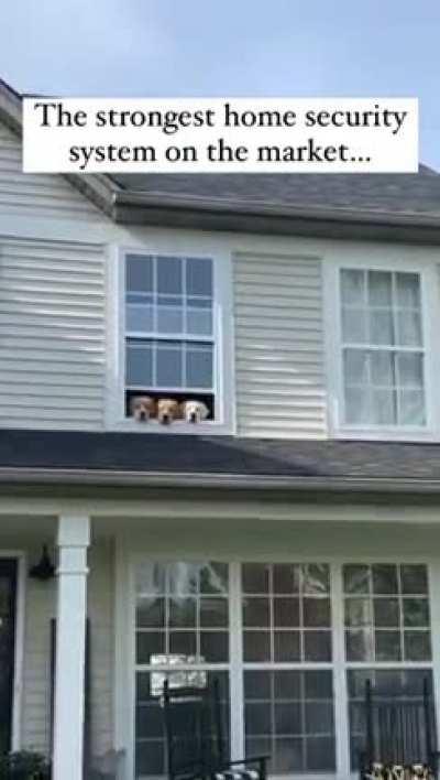 I love how they’re all in the same window 🐶😂🤣