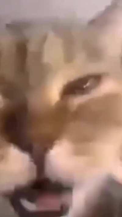 MoaiGreddit - Video #9482