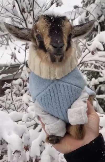 ID of this goat?