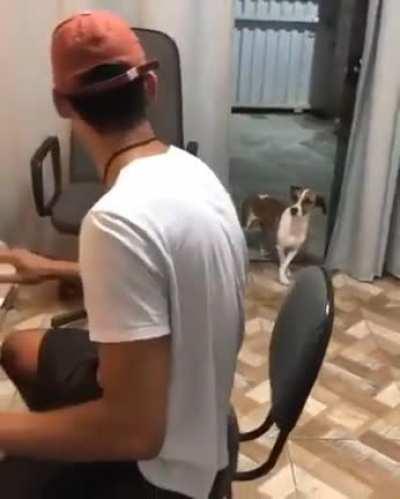 Dancing dog