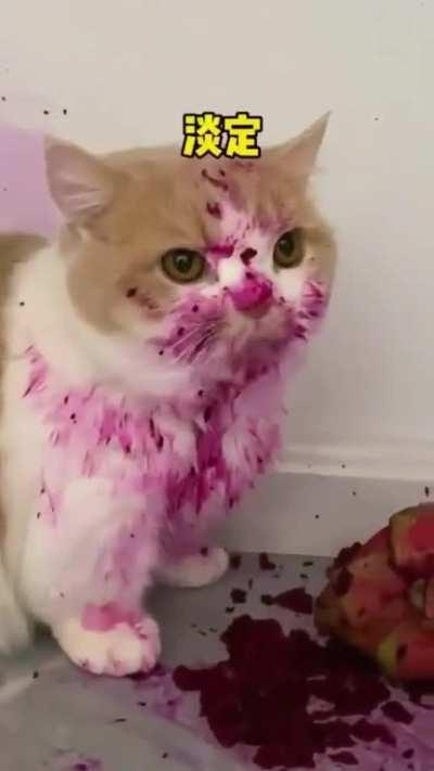 this cat is not the culprit