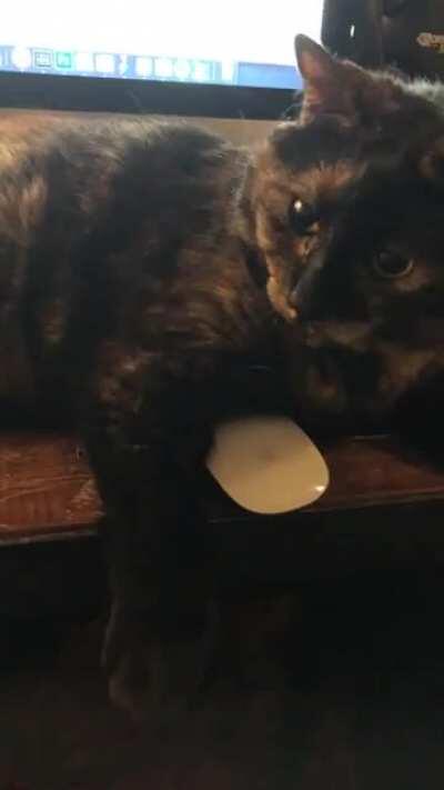 Decided to take a nap on my keyboard and mouse... **I mean OUR Mouse 🇻🇳