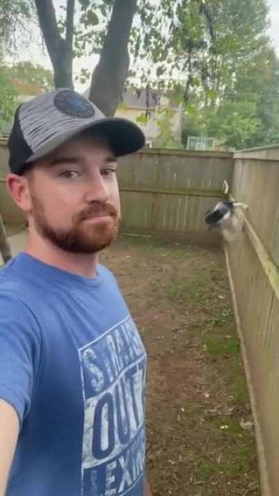 Lexi has no respect for the fence