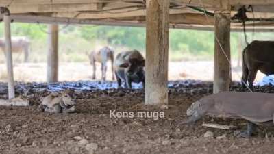 Buffalo reis orospunu kovalıyo