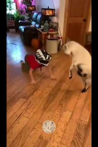 Small human and small goat headbutt each other