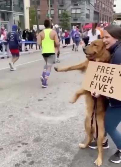 Doggo keeps Morale High 🙌 🐾