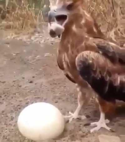 Eagle uses a rock to crack open an egg