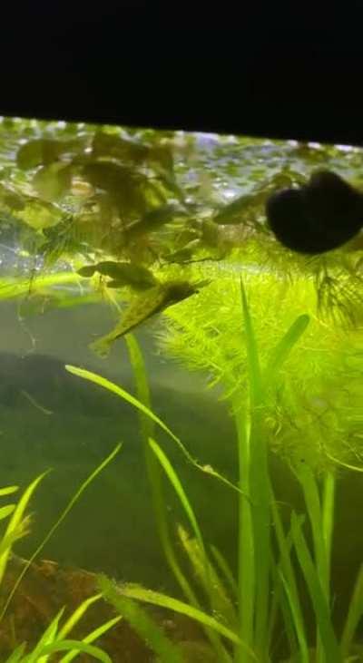 I wondered why all my floating plants were turned upside down, then saw this little turd …