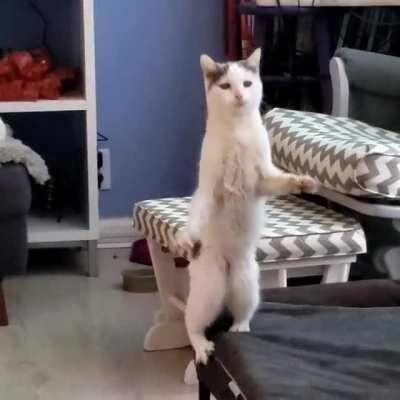 Pirate Pickles walks the plank