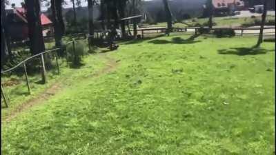 Guy tries to fuck around in an Ostrich enclosure