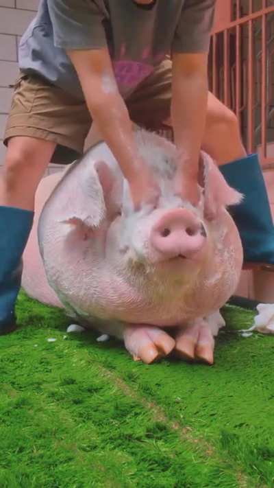 Punkus lives in paradise