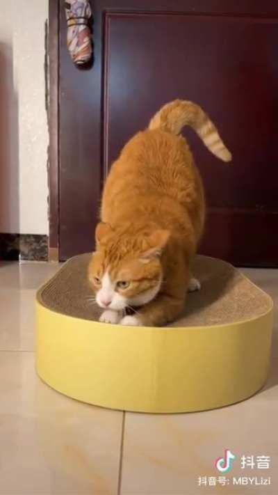 You can see the cat is enjoying it