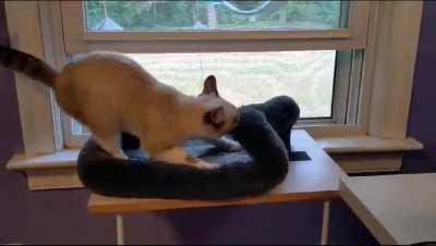 My cat's an adorable idiot