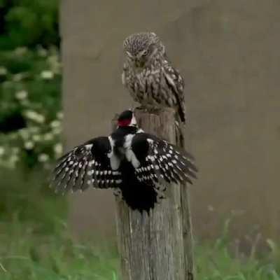 Intimidation. Little Owl vs Great Spotted Woodpecker....