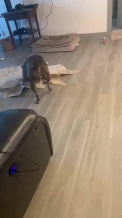 No matter what my dog always cheers me up when she makes this sound!