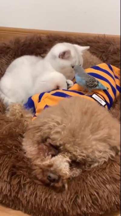 Because it's Christmas, shared dog bed!