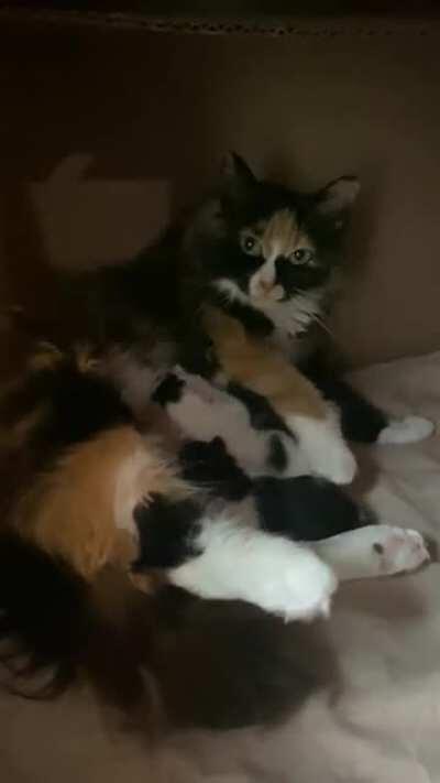 Update: Bandit had kittens!