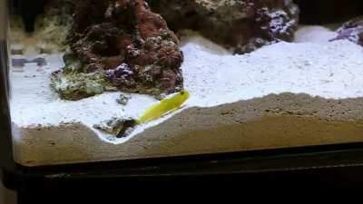 Pistol shrimp digs out a burrow while goby fish stands watch