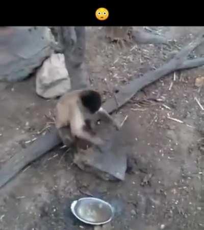 Monkey see Monkey do.