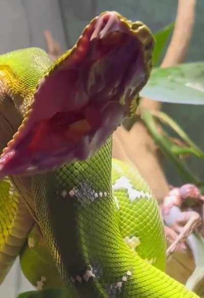 Watch a snake yawn