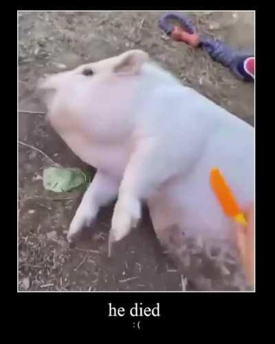 PiG bRuTaLiZeD iN bRuTaL sTaBbInG!!!11!!
