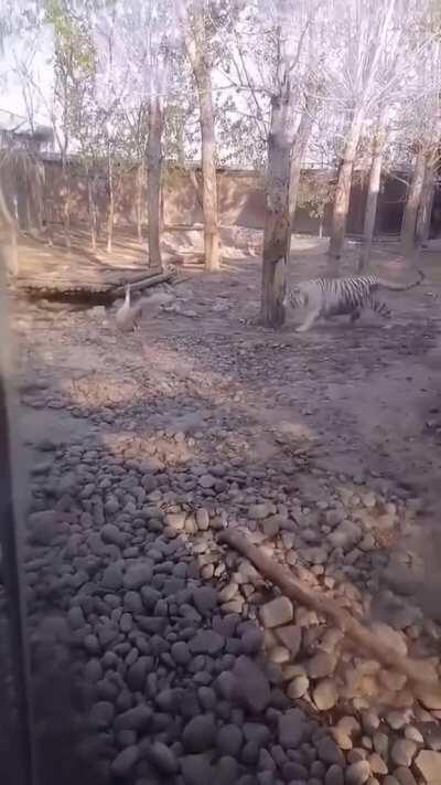 Messing with the mob boss