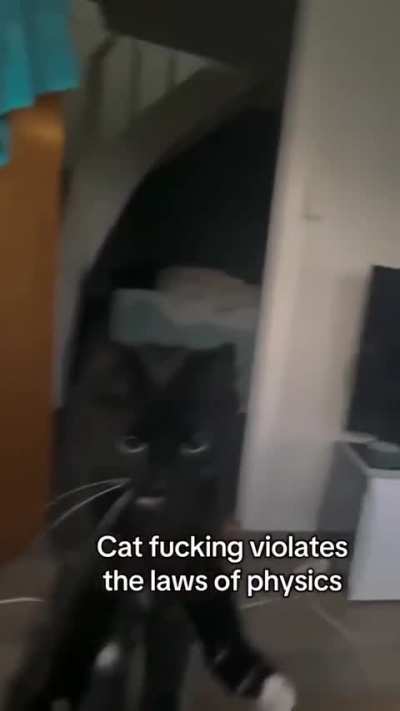 cat violenttlee crasheds in to person on purpose