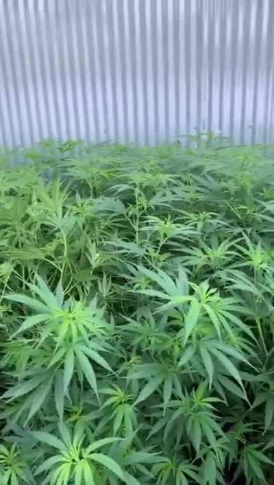 First grow. How am I doing?