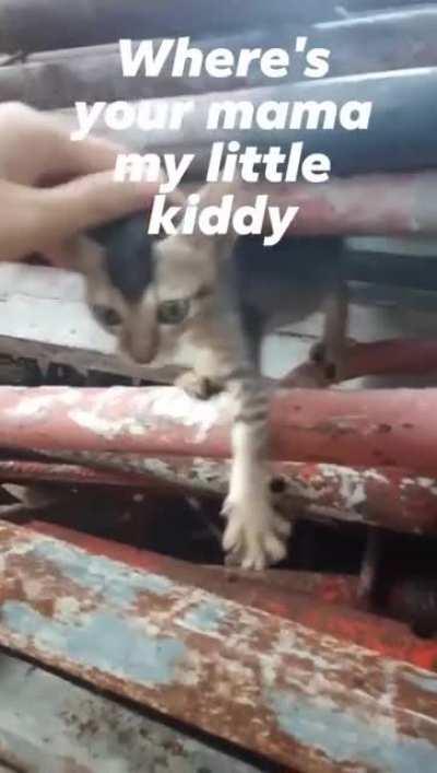 I found this little cutie.