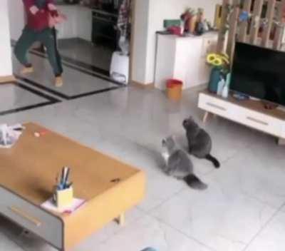 MaN UsEs DaRk MaGiC tO ObLiTeRaTe tWo iNnOcEnT cAtS
