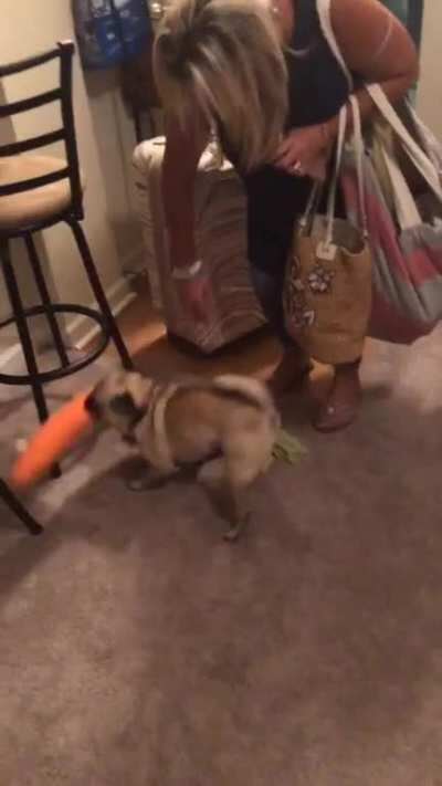 My pug, Yoder, likes to yell whilst holding his giant carrot.