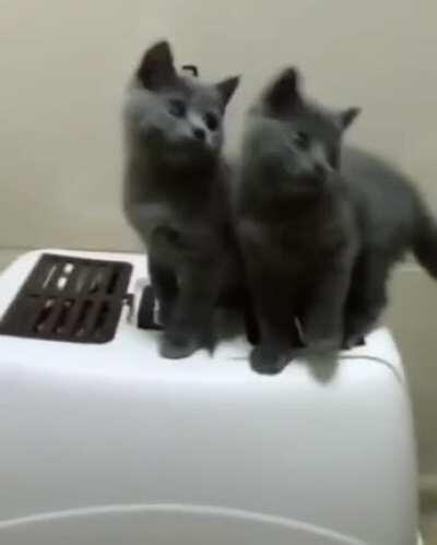 Cat.exe has experienced a looping error